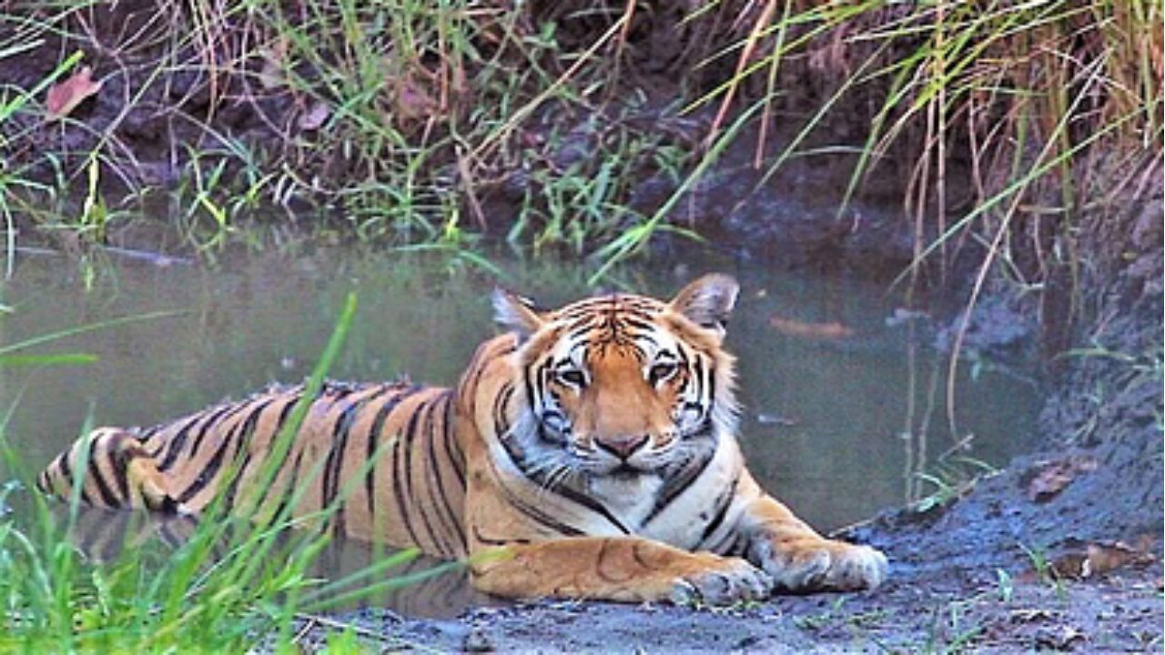 कटा पंजा, खून से लथपथ लाश, टाइगर स्टेट में क्या हो रहा है? अब तक 36 बाघों की हुई मौत