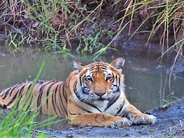 कटा पंजा, खून से लथपथ शव, टाइगर स्टेट में क्या हो रहा है? अब तक 36 बाघों की मौत कटा पंजा, खून से लथपथ शव, टाइगर स्टेट में क्या हो रहा है? अब तक 36 बाघों की मौत