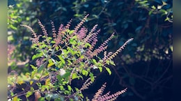 Benefits Of Tulsi: फक्त 8 आठवड्यात तणाव मुक्त व्हा... तुळशीचे 6 आश्चर्यकारक फायदे!