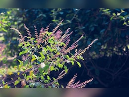 Benefits Of Tulsi: फक्त 8 आठवड्यात तणाव मुक्त व्हा... तुळशीचे 6 आश्चर्यकारक फायदे! Benefits Of Tulsi: फक्त 8 आठवड्यात तणाव मुक्त व्हा... तुळशीचे 6 आश्चर्यकारक फायदे!