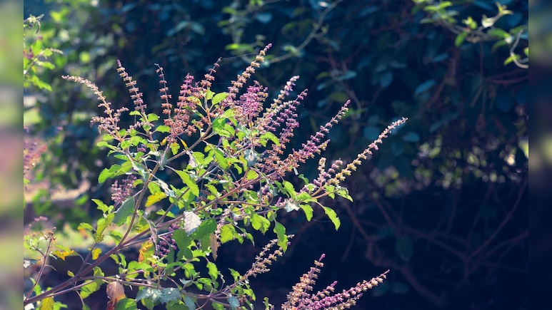 Benefits Of Tulsi: फक्त 8 आठवड्यात तणाव मुक्त व्हा... तुळशीचे 6 आश्चर्यकारक फायदे! Benefits Of Tulsi: फक्त 8 आठवड्यात तणाव मुक्त व्हा... तुळशीचे 6 आश्चर्यकारक फायदे!