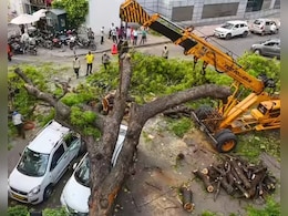 कालकाजी दर्दनाक हादसा: आंधी में उड़ते हैं, बारिश में गिरते हैं... दिल्ली में आखिर इतने बीमार क्यों है पेड़ कालकाजी दर्दनाक हादसा: आंधी में उड़ते हैं, बारिश में गिरते हैं... दिल्ली में आखिर इतने बीमार क्यों है पेड़