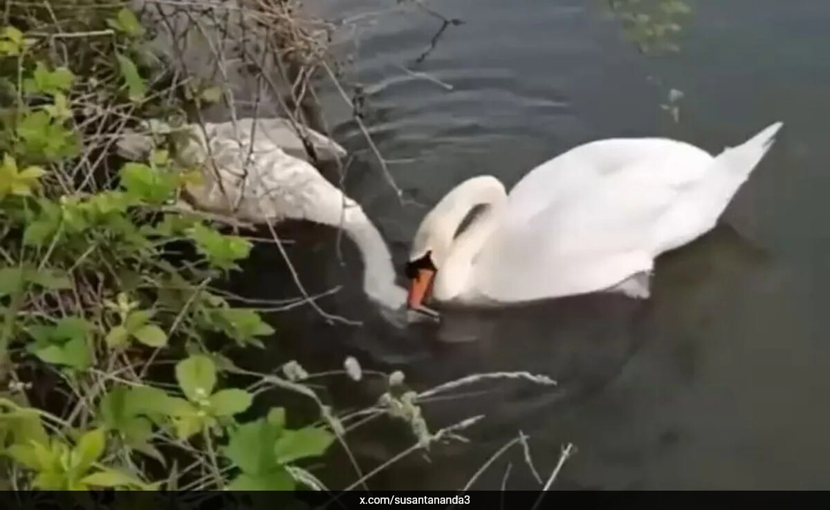 трогателно видео заснемащо отчаяния опит на лебеда да събуди безжизнения