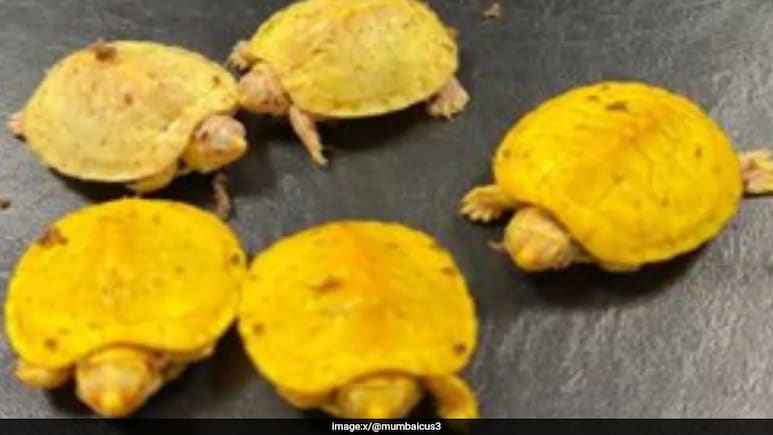 Passenger Arrested At Mumbai Airport For Smuggling 54 Exotic Animals Passenger Arrested At Mumbai Airport For Smuggling 54 Exotic Animals