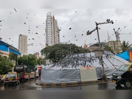 Mumbai News: कबुतरांसाठी जैन समाज एकवटला! मनसेचा मात्र कडाडून विरोध, मंगलप्रभात लोढांना प्रत्यूत्तर