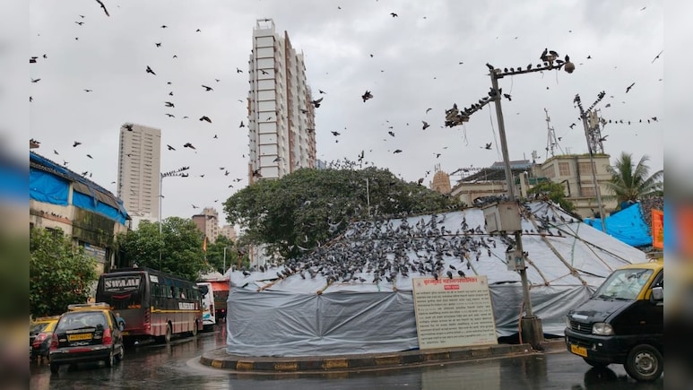 Mumbai News: कबुतरांसाठी जैन समाज एकवटला! मनसेचा मात्र कडाडून विरोध, मंगलप्रभात लोढांना प्रत्यूत्तर