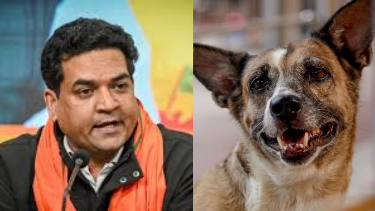 आवारा कुत्तों को कैसे पकड़ेगी दिल्ली सरकार, मंत्री कपिल मिश्रा ने बताया एक्शन प्लान आवारा कुत्तों को कैसे पकड़ेगी दिल्ली सरकार, मंत्री कपिल मिश्रा ने बताया एक्शन प्लान