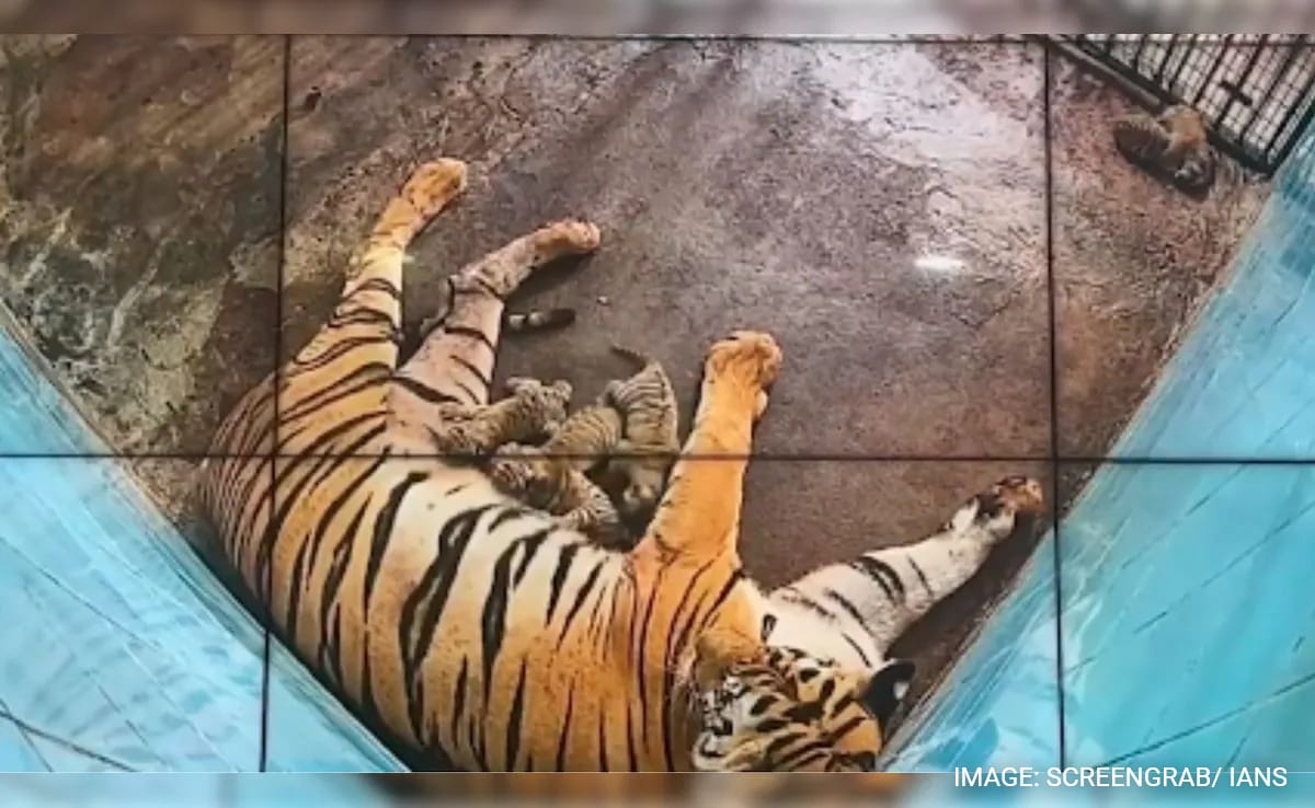 Ню Делхи Делхи зоопаркът в понеделник отпразнува раждането на шест