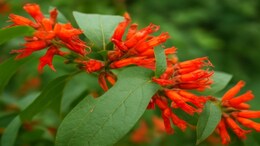Dhataki Plant Benefits: आयुर्वेद का खजाना है धातकी का पौधा, ल्यूकोरिया से लेकर पशुओं में दूध बढ़ाने तक... जानें इसके अनगिनत फायदे