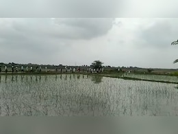 श्मशान में दबंगो ने बोई धान की फसल, खुले में मृतकों का दाह संस्कार करने मजबूर हो रहे ग्रामीण