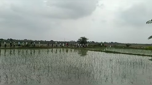श्मशान में दबंगो ने बोई धान की फसल, खुले में मृतकों का दाह संस्कार करने मजबूर हो रहे ग्रामीण