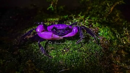 Rare Purple Princess Crab With Royal Ties Spotted In Thailand. See Stunning Pics