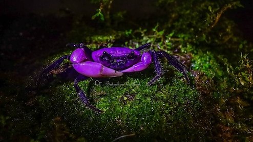 Rare Purple Princess Crab With Royal Ties Spotted In Thailand. See Stunning Pics