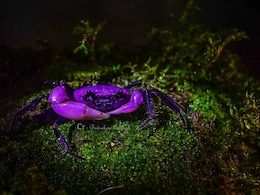Rare Purple Princess Crab With Royal Ties Spotted In Thailand. See Stunning Pics Rare Purple Princess Crab With Royal Ties Spotted In Thailand. See Stunning Pics