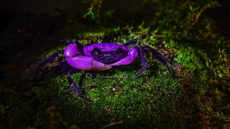 Rare Purple Princess Crab With Royal Ties Spotted In Thailand. See Stunning Pics Rare Purple Princess Crab With Royal Ties Spotted In Thailand. See Stunning Pics