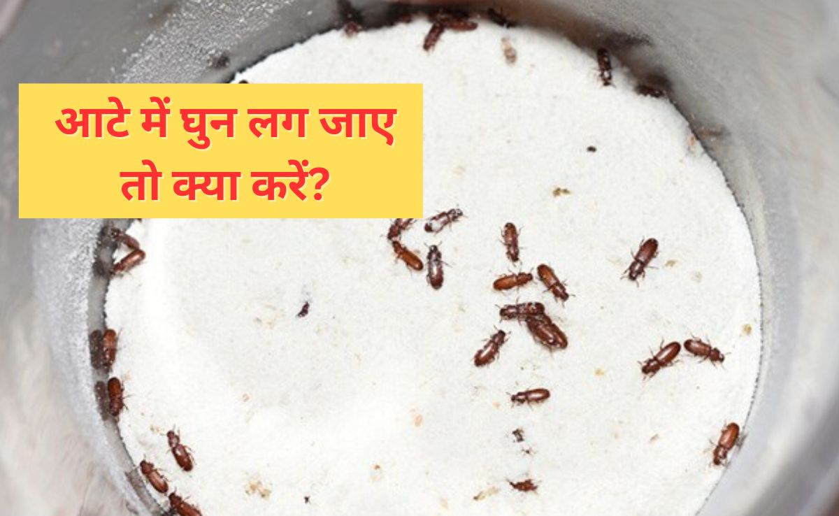 आटे में कीड़े लग जाए तो क्या करें? बरसात में पड़ने वाली घुन को मिनटों में दूर कर देगा यह तरीका, एक बार देख लें आजमाकर