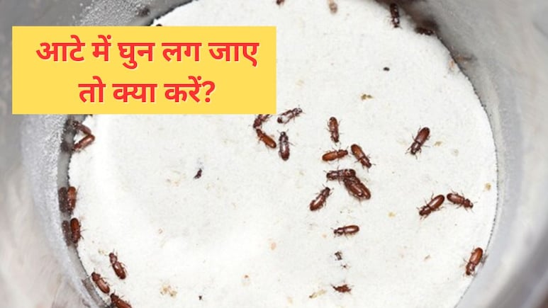 आटे में कीड़े लग जाए तो क्या करें? बरसात में पड़ने वाली घुन को मिनटों में दूर कर देगा यह तरीका, एक बार देख लें आजमाकर आटे में कीड़े लग जाए तो क्या करें? बरसात में पड़ने वाली घुन को मिनटों में दूर कर देगा यह तरीका, एक बार देख लें आजमाकर