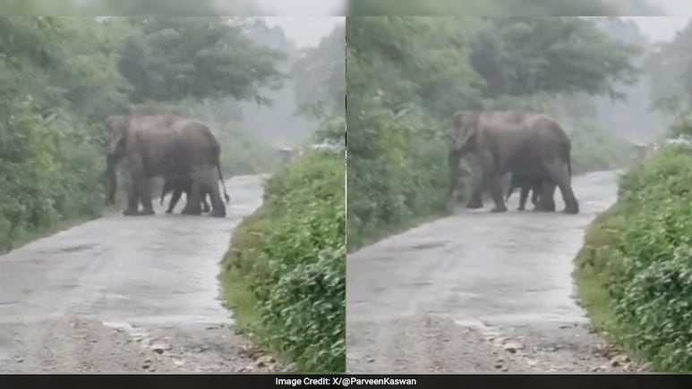Watch: Stumbling Baby Elephant Walks Alongside Mother Elephant, Hours After Birth Watch: Stumbling Baby Elephant Walks Alongside Mother Elephant, Hours After Birth
