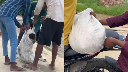 डंडों से पीटकर मारा, फिर बोरी में भरकर फेंक आए... छात्रा पर हमले के बाद कानपुर में कुत्तों पर जुल्म की इंतिहा