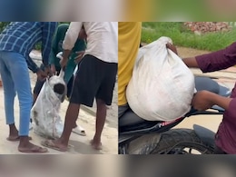 डंडों से पीटकर मारा, फिर बोरी में भरकर फेंक आए... छात्रा पर हमले के बाद कानपुर में कुत्तों पर जुल्म की इंतिहा डंडों से पीटकर मारा, फिर बोरी में भरकर फेंक आए... छात्रा पर हमले के बाद कानपुर में कुत्तों पर जुल्म की इंतिहा