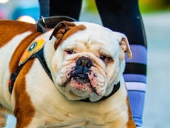 Could Dogs Get Their Version Of Ozempic? Scientists Test "Ozempup" For Pet Obesity