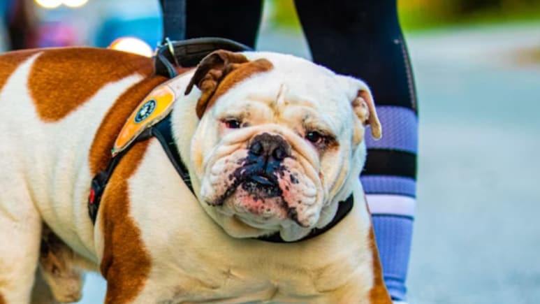 Could Dogs Get Their Version Of Ozempic? Scientists Test &quot;Ozempup&quot; For Pet Obesity