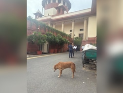 Day After Stray Dogs Order, Ban On Leftover Food In Supreme Court