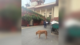 Day After Stray Dogs Order, Ban On Leftover Food In Supreme Court