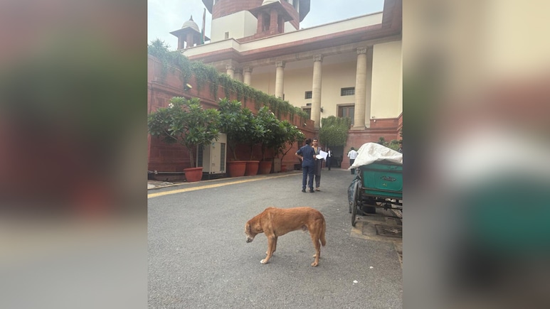 Day After Stray Dogs Order, Ban On Leftover Food In Supreme Court Day After Stray Dogs Order, Ban On Leftover Food In Supreme Court