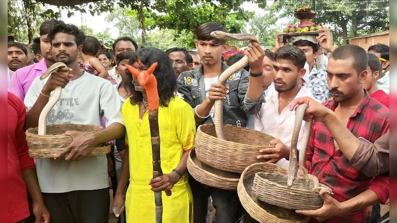 छत्तीसगढ़ के गांव में निकाली सांपों को शोभायात्रा, खिलौनों की तरह हाथ में उठाया; देखने पहुंचे थे दूर-दूर लोग