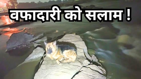 नदी में बहा डॉगी को नहलाने लाया युवक, 48 घंटे तक मालिक के इंतजार में वहीं बैठा रहा कुत्ता
