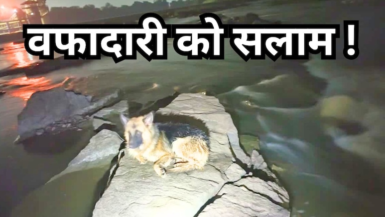 नदी में बहा डॉगी को नहलाने लाया युवक, 48 घंटे तक मालिक के इंतजार में वहीं बैठा रहा कुत्ता