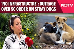 Assam Foundation Founder On SC's Stray Dog Order: 'Should Focus On Animal Birth Control' Assam Foundation Founder On SC's Stray Dog Order: 'Should Focus On Animal Birth Control'