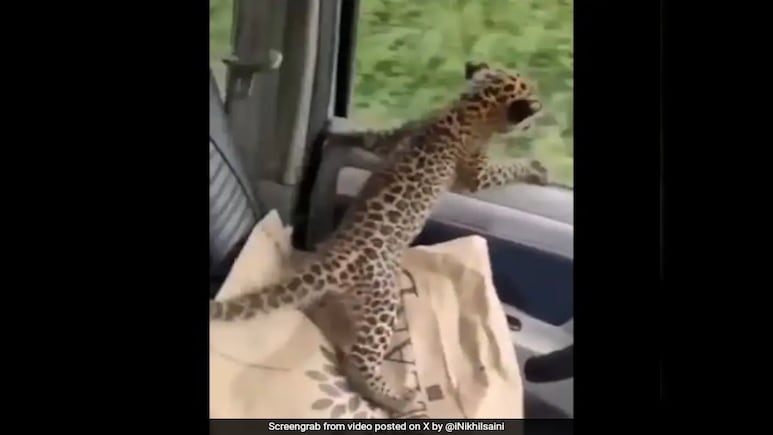 Video: Leopard Cub's Car Ride After Rescue In Himachal Pradesh Video: Leopard Cub's Car Ride After Rescue In Himachal Pradesh