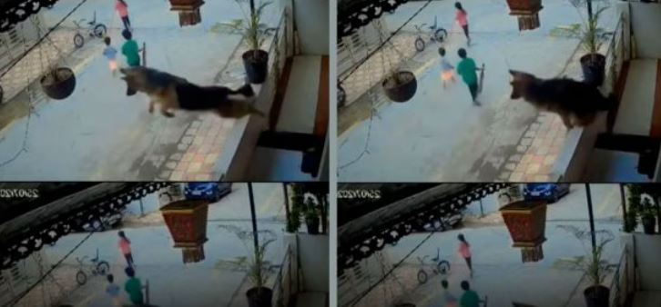 गली में खेल रहे बच्चे की जान बचाने के लिए कुत्ते ने सुपरहीरो की तरह लगाई छलांग, बचाई मासूम की जान