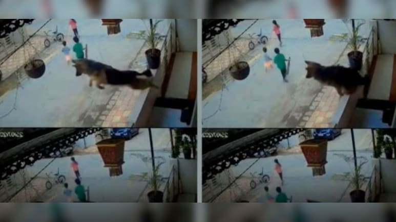गली में खेल रहे बच्चे की जान बचाने के लिए कुत्ते ने सुपरहीरो की तरह लगाई छलांग, बचाई मासूम की जान