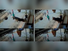 गली में खेल रहे बच्चे की जान बचाने के लिए कुत्ते ने सुपरहीरो की तरह लगाई छलांग, बचाई मासूम की जान गली में खेल रहे बच्चे की जान बचाने के लिए कुत्ते ने सुपरहीरो की तरह लगाई छलांग, बचाई मासूम की जान