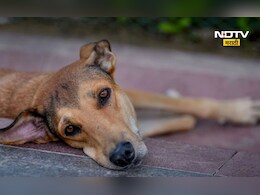 Worlds Most Dogs 2025: जगात सर्वाधिक कुत्रे कुठल्या देशात आहेत? टॉप 10 देशात भारताचा नंबर कितवा?