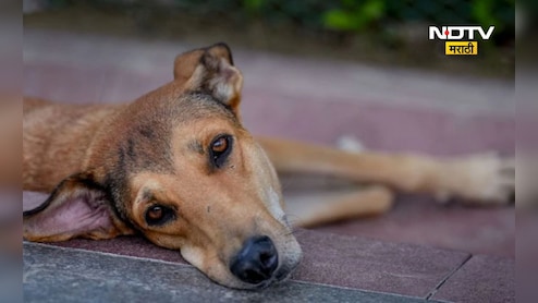 Worlds Most Dogs 2025: जगात सर्वाधिक कुत्रे कुठल्या देशात आहेत? टॉप 10 देशात भारताचा नंबर कितवा?