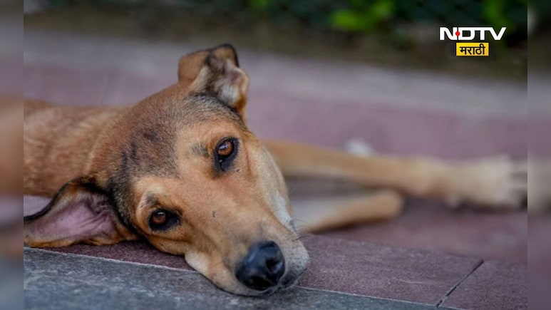 Worlds Most Dogs 2025: जगात सर्वाधिक कुत्रे कुठल्या देशात आहेत? टॉप 10 देशात भारताचा नंबर कितवा?