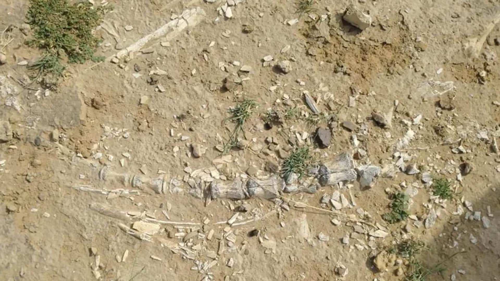 Dinosaur-Era Fossils Unearthed Near Lake In Rajasthan Village