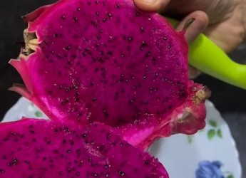 Indian Family's Excitement To Cutting Their First Homegrown Dragon Fruit Wins Hearts Online Indian Family's Excitement To Cutting Their First Homegrown Dragon Fruit Wins Hearts Online