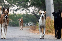 Rising Stray Dog Menace in Telangana: Cases Double in Three Years, Causing Widespread Concern Rising Stray Dog Menace in Telangana: Cases Double in Three Years, Causing Widespread Concern