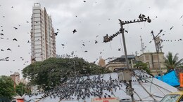Kabutar Khana Controversy: कबुतरांना खाद्य कसे द्यावे? BMC कडे 300 हून अधिक सूचना; मुंबईकरांचे म्हणणे काय?