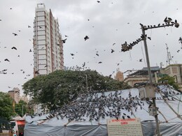 Kabutar Khana Controversy: कबुतरांना खाद्य कसे द्यावे? BMC कडे 300 हून अधिक सूचना; मुंबईकरांचे म्हणणे काय?