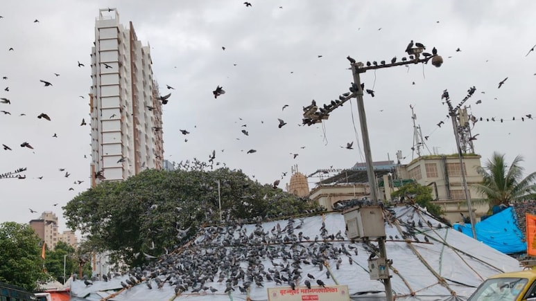 Kabutar Khana Controversy: कबुतरांना खाद्य कसे द्यावे? BMC कडे 300 हून अधिक सूचना; मुंबईकरांचे म्हणणे काय?