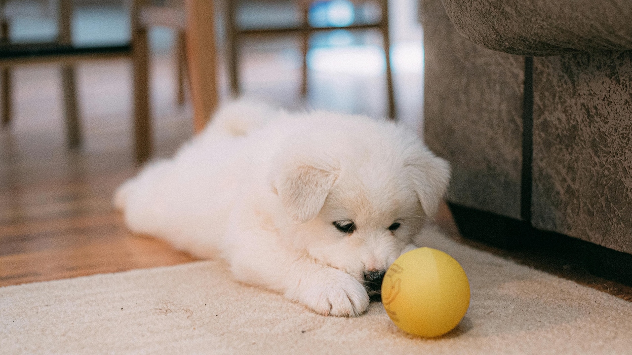 Go for bold patterns and dark colours that can hide fur and debris; Photo Credit: Pexels