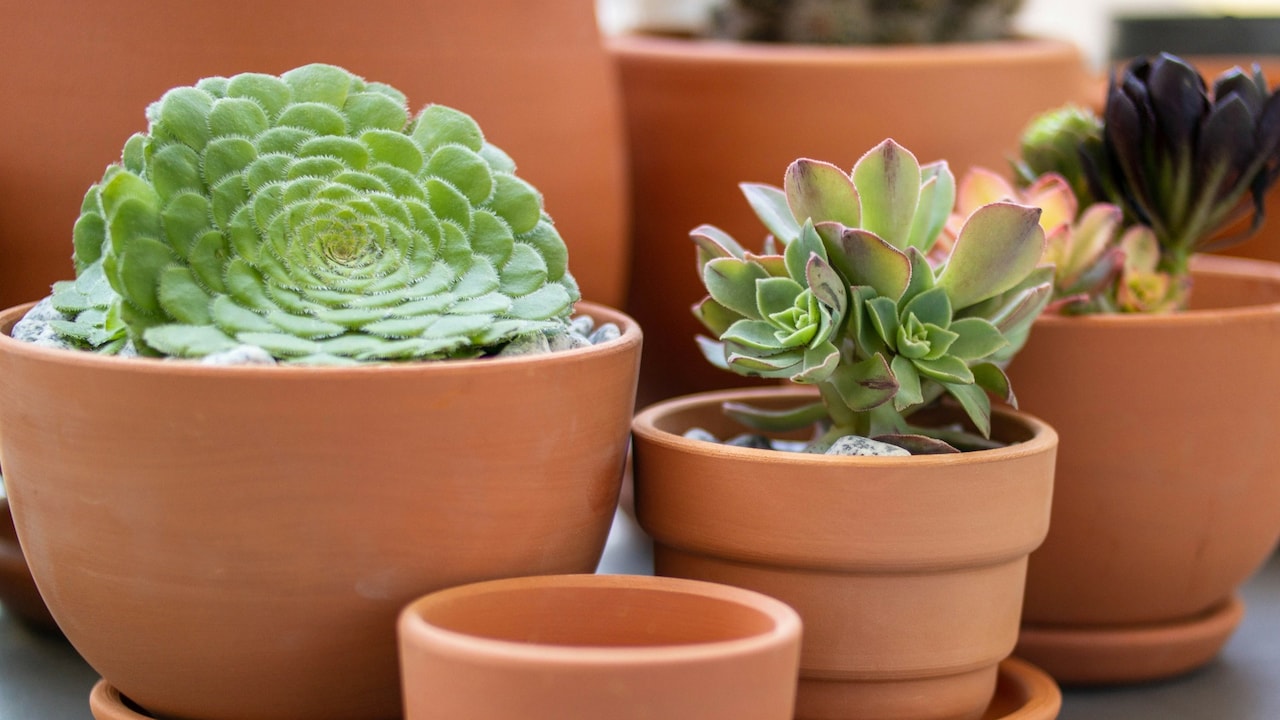 Use eco-friendly planters