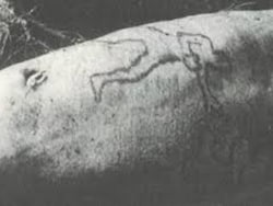 Shark Spit Out A Rat, Threw Up A Bird, Then Came A Human Arm. What Happened
