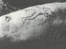 Shark Spit Out A Rat, Threw Up A Bird, Then Came A Human Arm. What Happened Shark Spit Out A Rat, Threw Up A Bird, Then Came A Human Arm. What Happened